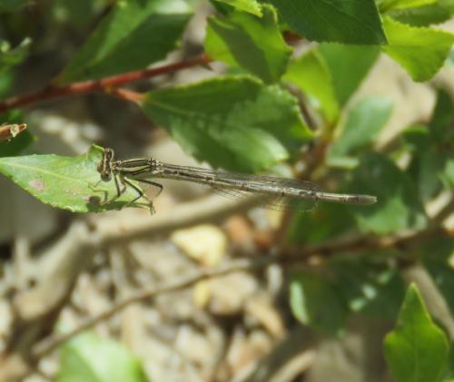 Platycnemis pennipes